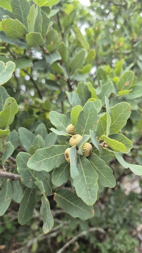 Quercus porphyrogenita