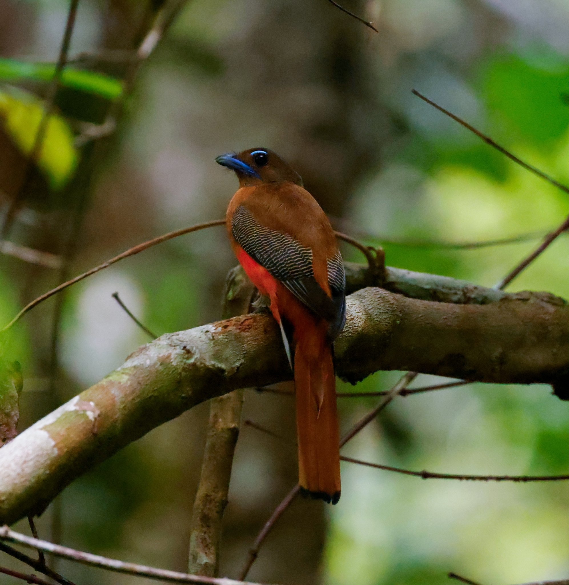 Scarlet-rumped Trogon (Harpactes duvaucelii), photo 9