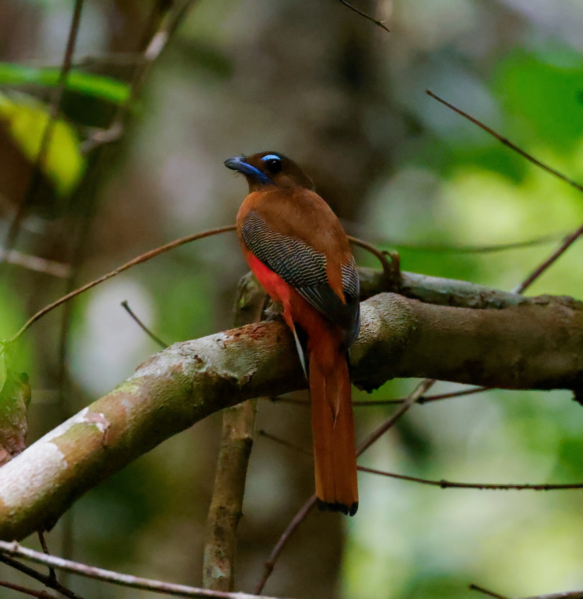 Scarlet-rumped Trogon (Harpactes duvaucelii), photo 10