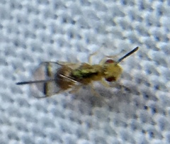 Megastigmidae
