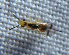 Megastigmidae