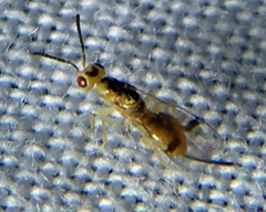 Megastigmidae