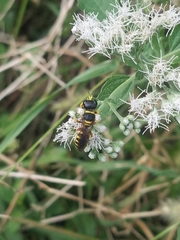 Ectemnius decemmaculatus
