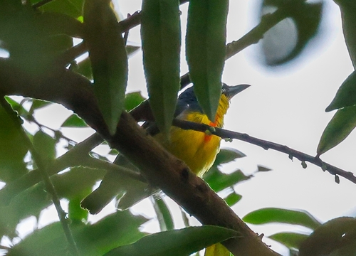 Crimson-breasted Flowerpecker (Prionochilus percussus), photo 8