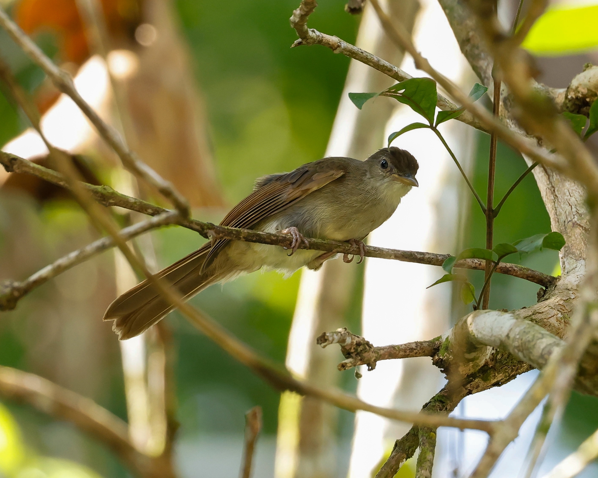 Buff-vented Bulbul (Iole crypta), photo 5