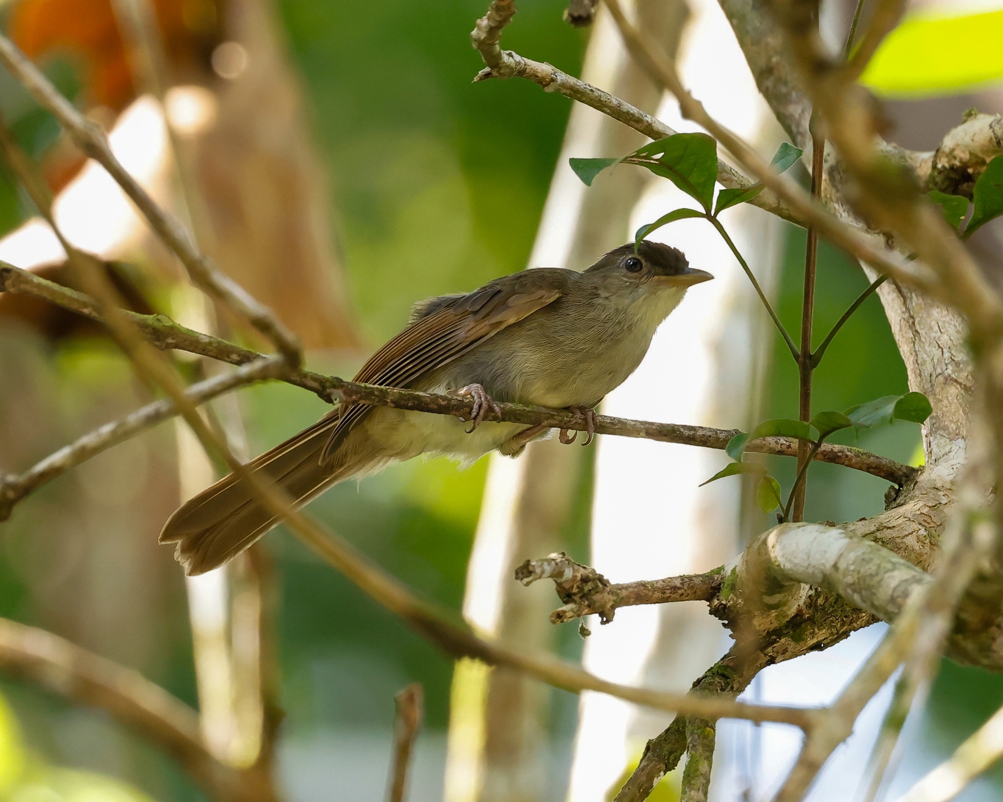 Buff-vented Bulbul (Iole crypta), photo 6