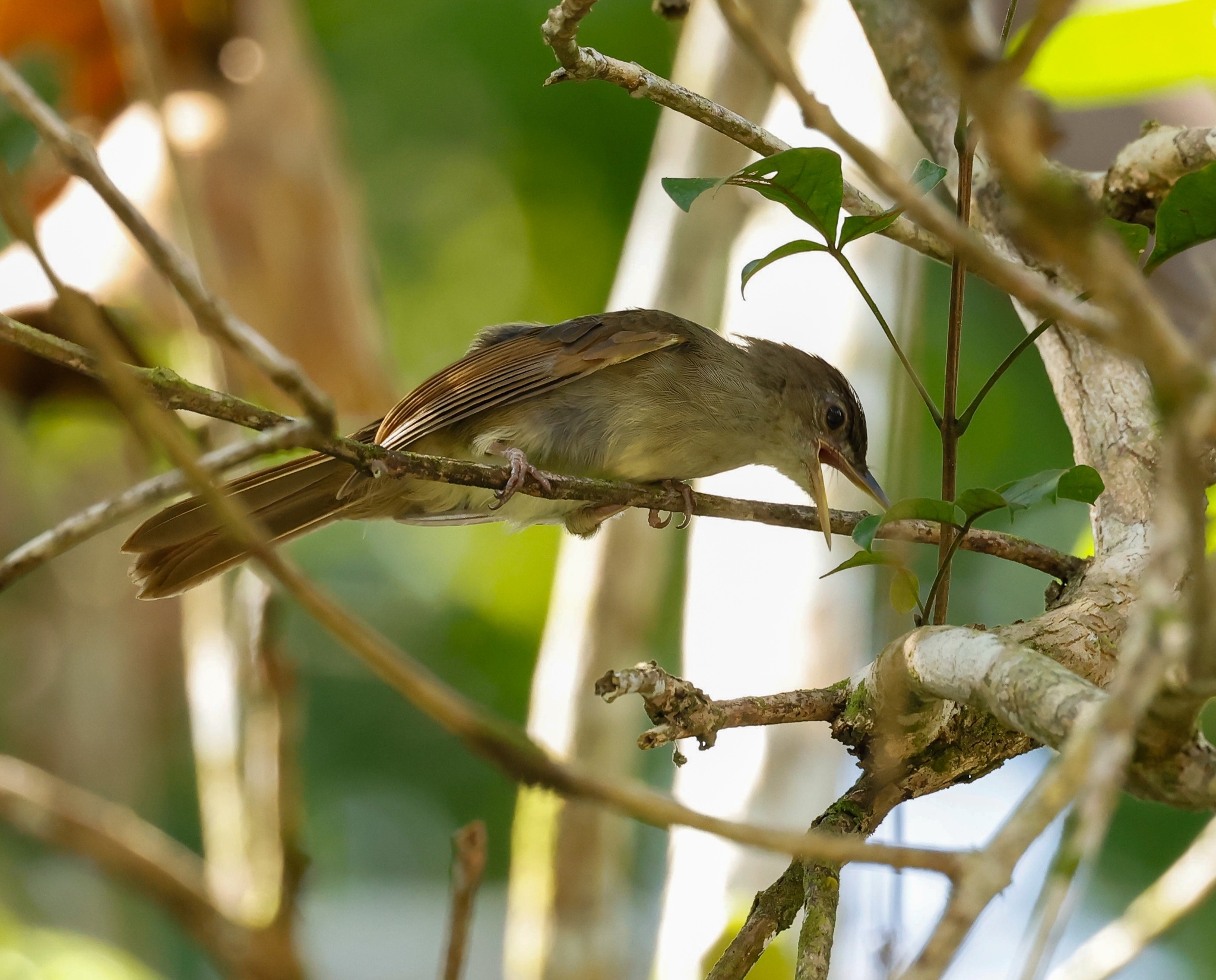 Buff-vented Bulbul (Iole crypta), photo 7