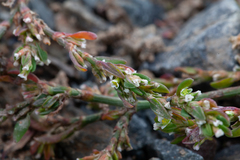 Polygonum oxyspermum