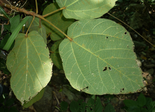 Indian Marri (Ficus fulva)