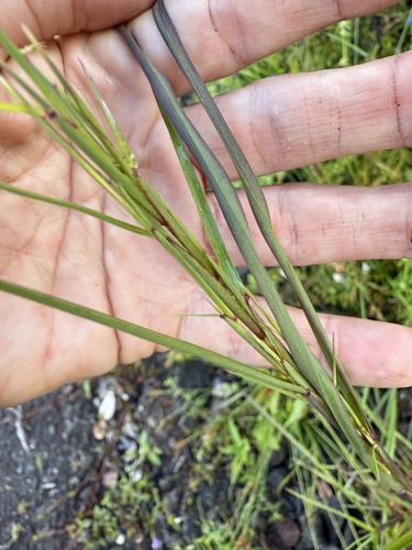 Schizachyrium microstachyum observed 2025-07-14