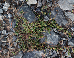 Polygonum oxyspermum