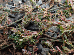 Polygonum oxyspermum