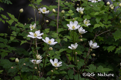 Clematis potaninii, photograph Wang.QG, CC BY, iNaturalist via GBIF