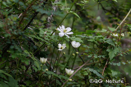 Clematis potaninii