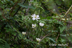 Clematis potaninii