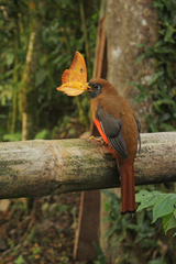 Trogon