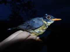 Catharus maculatus