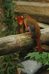 Trogon