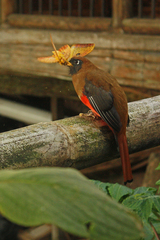 Trogon