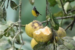 Coereba flaveola luteola