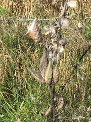 Asclepias syriaca