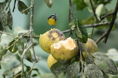 Coereba flaveola luteola