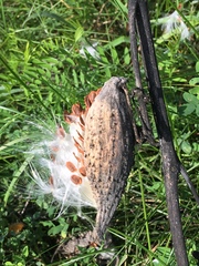 Asclepias syriaca