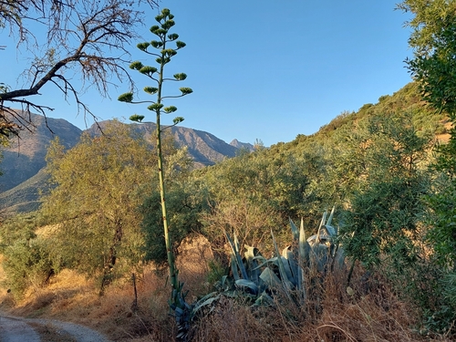 Avistamiento Pita (Agave americana)