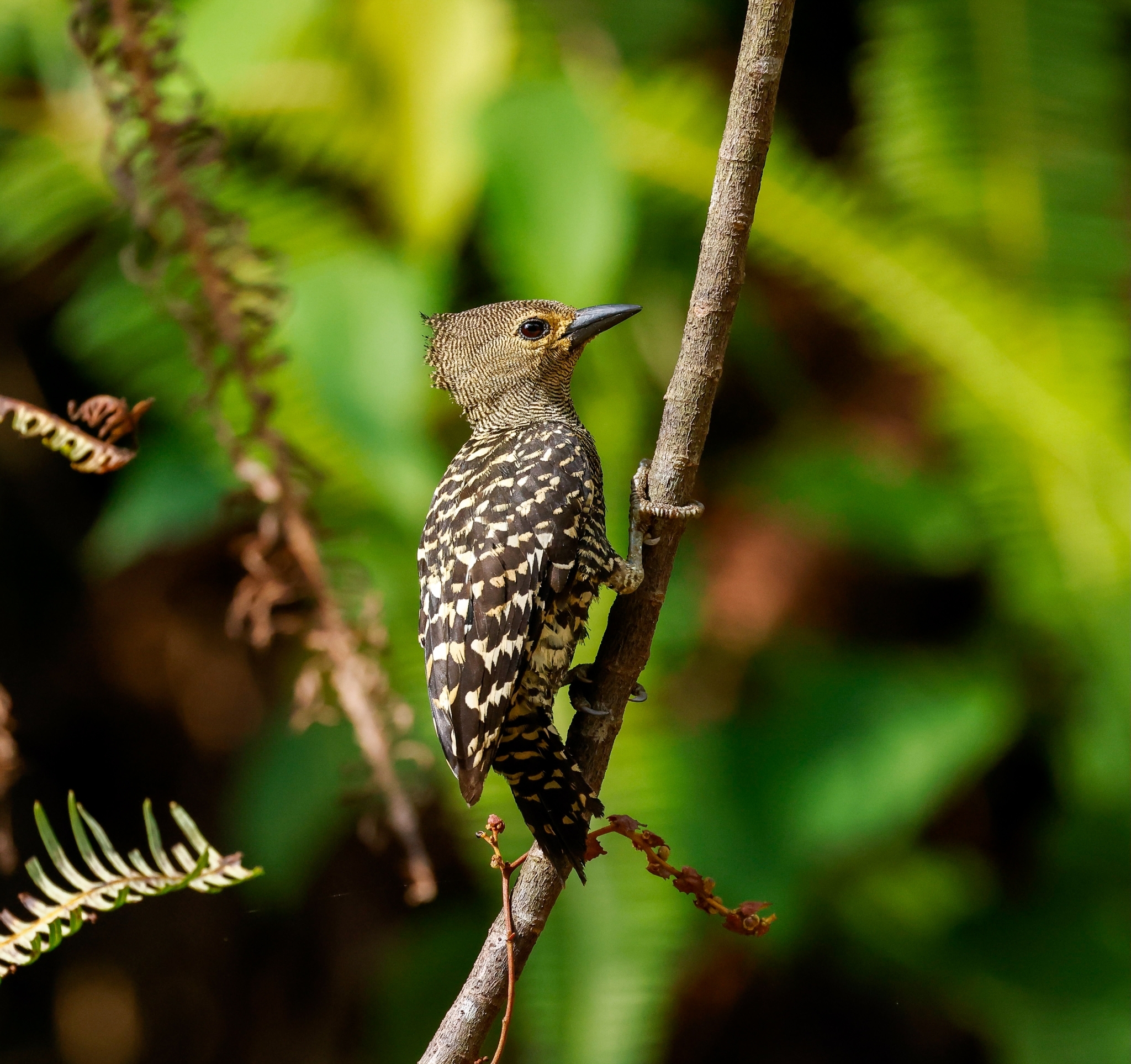 Zebra Woodpecker (Meiglyptes tristis), photo 8
