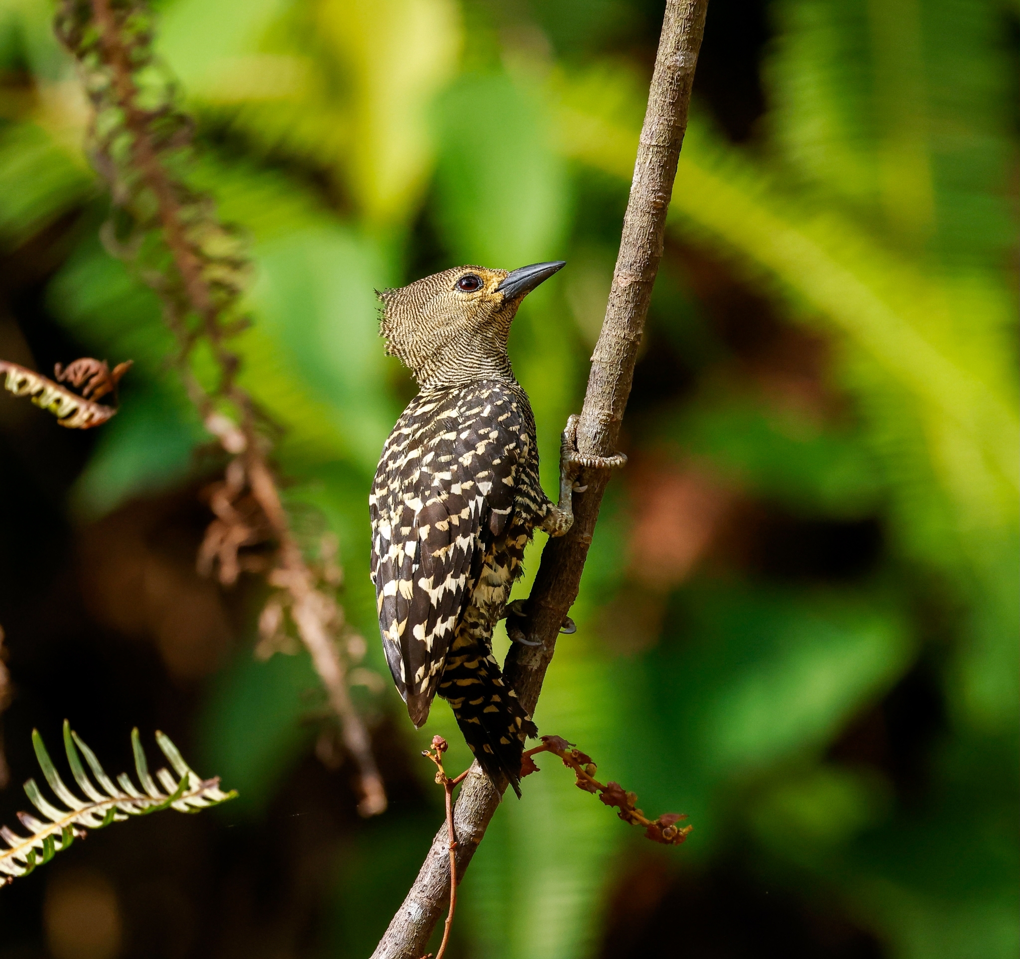 Zebra Woodpecker (Meiglyptes tristis), photo 9