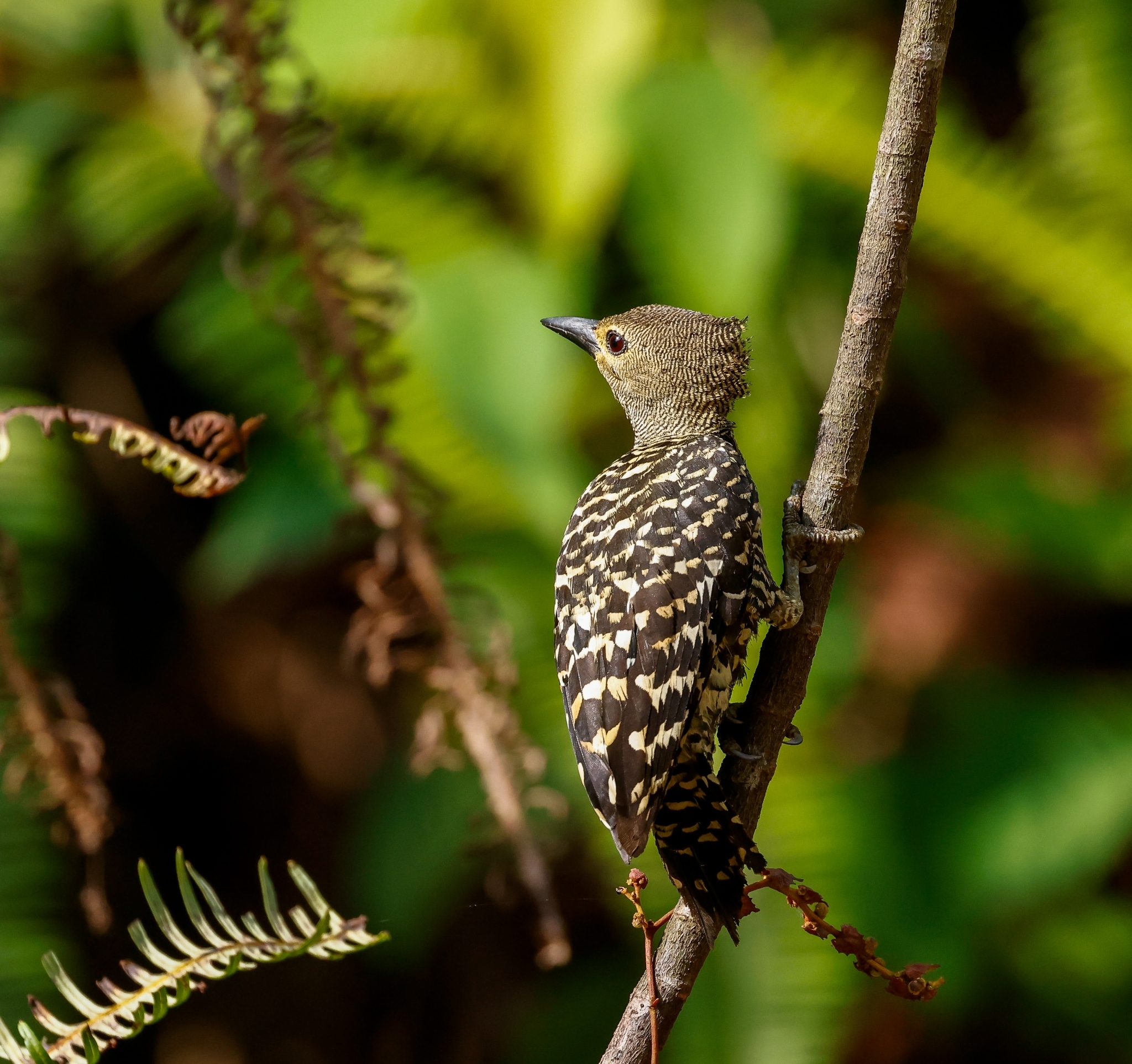 Zebra Woodpecker (Meiglyptes tristis), photo 10
