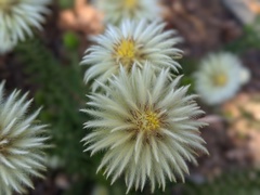 Phylica pubescens pubescens