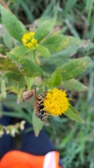 Polistes fuscatus