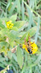 Polistes fuscatus