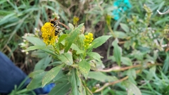 Polistes fuscatus