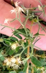 Erigeron divaricatus