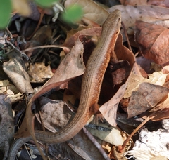 Elgaria coerulea coerulea