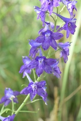 Delphinium andesicola