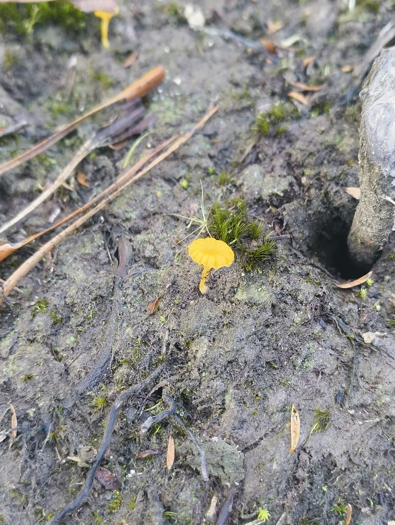 Lichenomphalia
