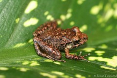 Craugastor laevissimus