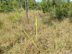 Paspalum floridanum