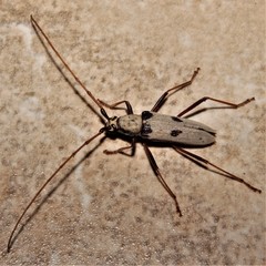 Eburia portoricensis