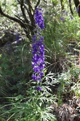 Delphinium andesicola