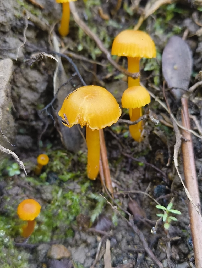 Hygrocybe · April 2025 · photo: © zedt (iNaturalist, cc-by)