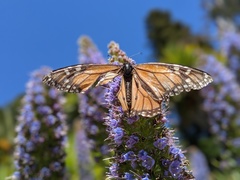 Danaus plexippus