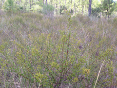 Hypericum cistifolium