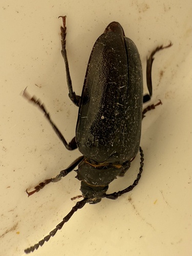 Prionus coriarius
