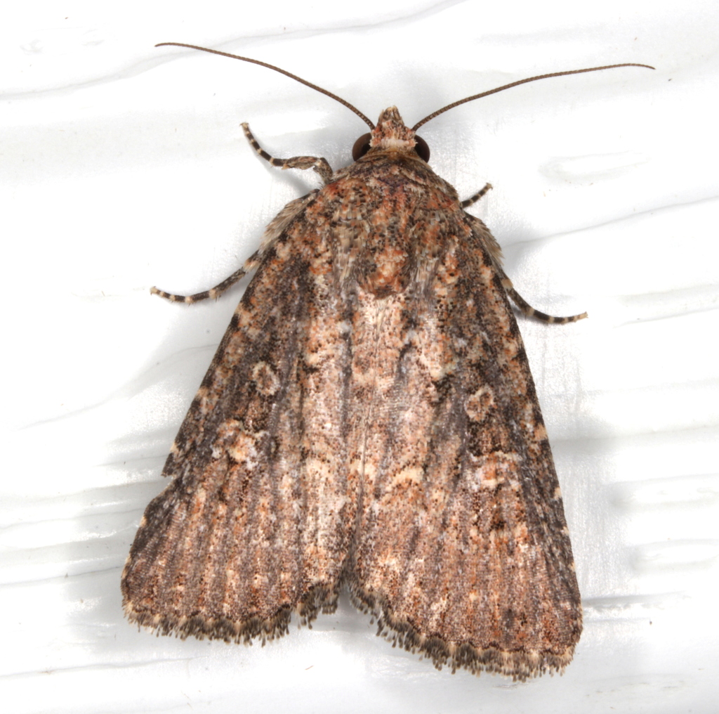 Prospalta capensis (Lepidoptera (butterflies and moths) of the British