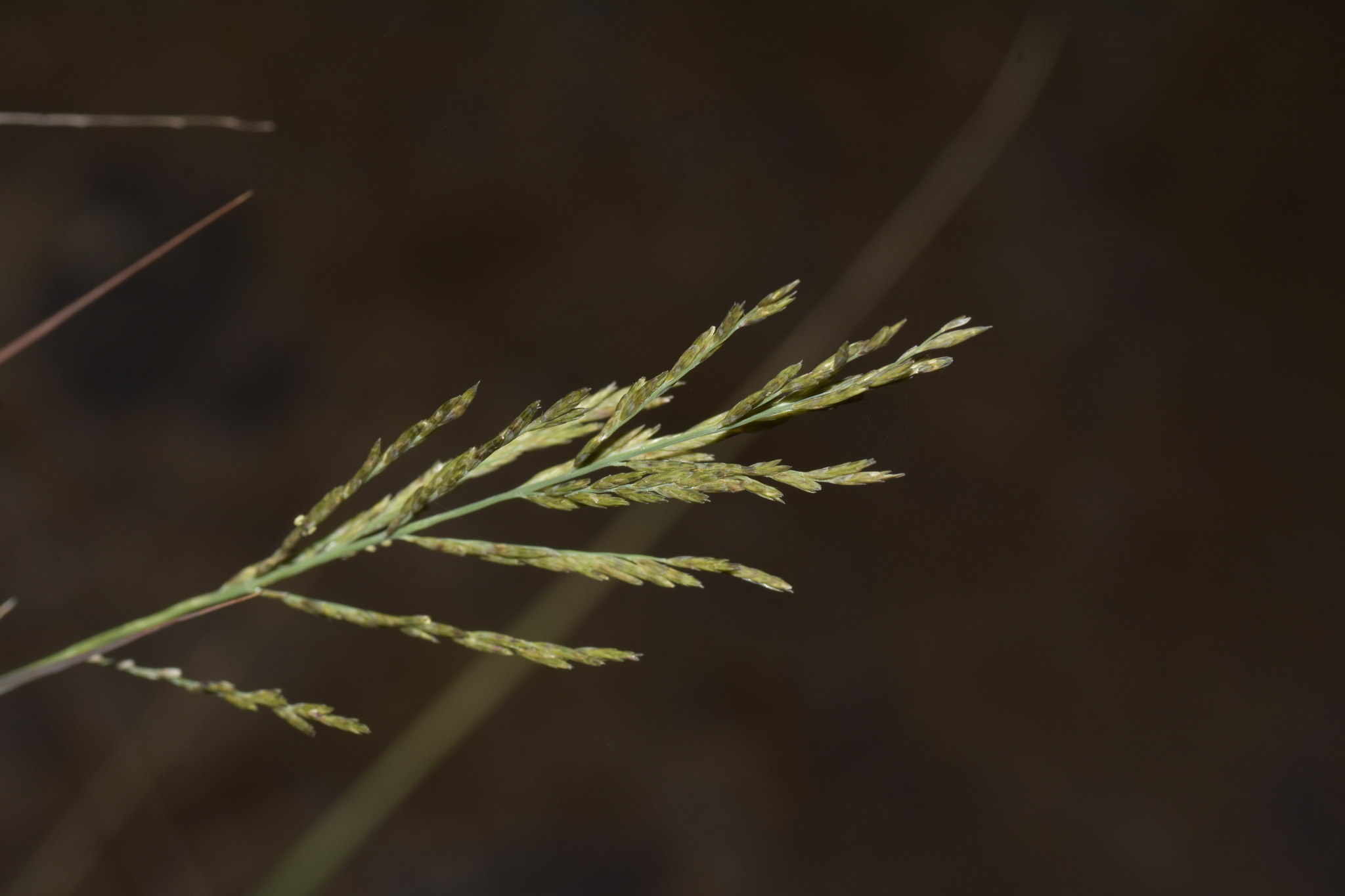 Diplachne fusca (Diplachne fusca)