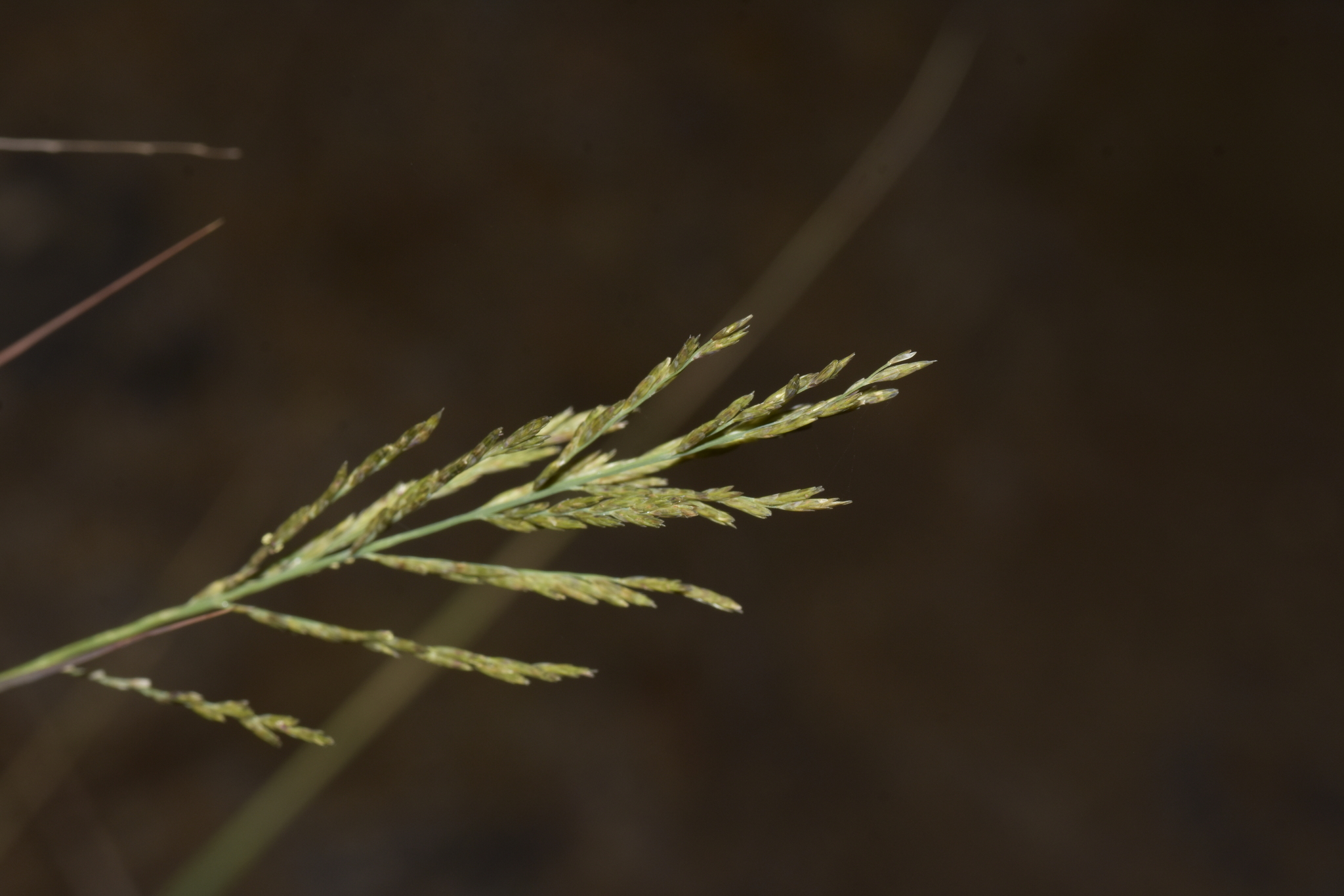 Diplachne fusca — ảnh 2
